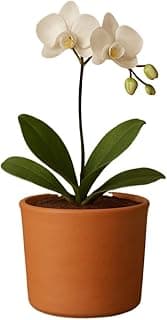 Vaso cilíndrico de cerâmica marrom com orquídea branca, ideal para decoração de jardim.