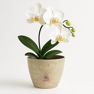 Cachepô decorativo bege com orquídea branca, fundo branco, ângulo frontal.