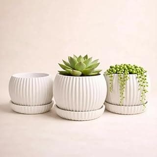 Kit 3 Vaso Decorativo para Suculentas com Prato e Drenagem Cachepô Moderno para Plantas Pequenas Design Canelado Ideal para Sala e Escritório (Branco)