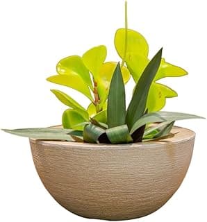 Vaso polietileno bege com planta verde em fundo branco