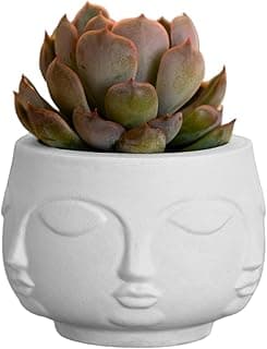 Vaso Decorativo Tarsila 10cm em Cimento Artesanal (Branco)