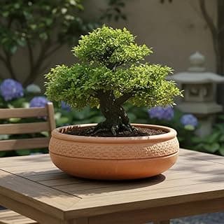 Vaso de bonsai em terracota com um pequeno bonsai verde, 40 cm de diâmetro, 12 cm de altura, com furos de drenagem