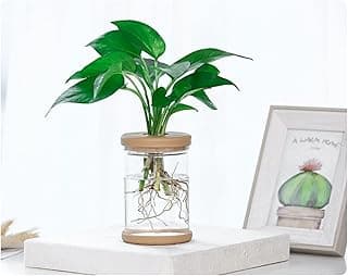 Vaso de vidro transparente com planta e raízes visíveis, sobre base de madeira, contra fundo com moldura de cacto.