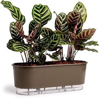 Vaso autoirrigável preto com planta de folhas verdes e vermelhas