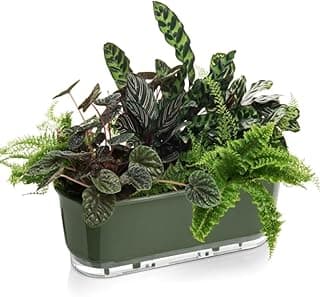 Vaso jardineira autoirrigável verde militar com plantas verdes e variegadas