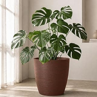 Planta com folhas grandes em vaso oval marrom, interior com iluminação natural
