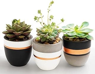 Conjunto de 3 vasos de concreto pintados à mão com suculentas, estilo moderno, PASENITY.