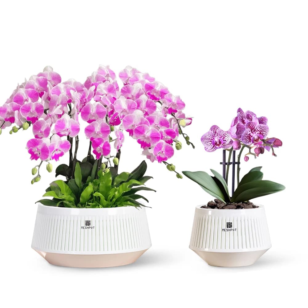 Dois vasos de orquídeas artificiais rosa com vasos brancos em relevo e fundo branco