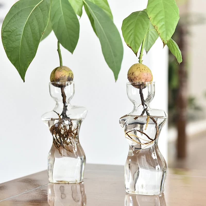 Vasos de vidro transparente com sementes de abacate em crescimento, em forma de busto feminino, sobre uma superfície de madeira.