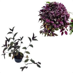 Kit 10 Lambari Roxo Tradescantia Zebrina Jardim Vertical P10