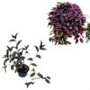 Kit 6 Lambari Roxo (tradescantia Zebrina) Muda No Pote 10