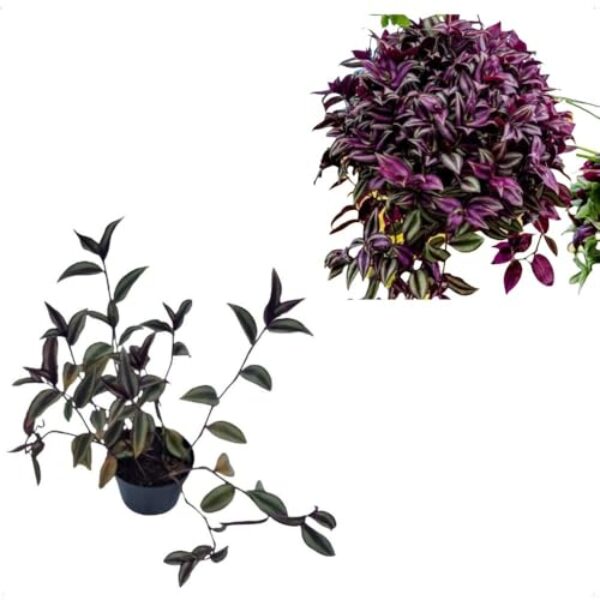 Kit 6 Lambari Roxo (tradescantia Zebrina) Muda No Pote 10