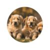 Golden Retriever Ímãs de geladeira para cães, filhotes, animais de estimação, para casa, cozinha, escritório, acessórios para presente diário de inauguração de casa