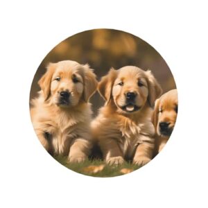 Golden Retriever Ímãs de geladeira para cães, filhotes, animais de estimação, para casa, cozinha, escritório, acessórios para presente diário de inauguração de casa
